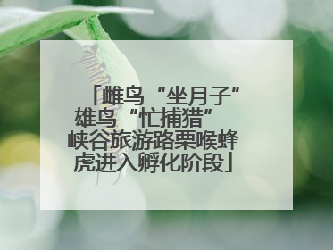 雌鸟“坐月子”雄鸟“忙捕猎” 峡谷旅游路栗喉蜂虎进入孵化阶段