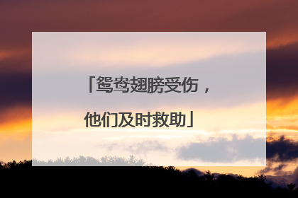 鸳鸯翅膀受伤，他们及时救助
