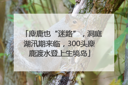 麋鹿也“迷路”，洞庭湖汛期来临，300头麋鹿渡水登上生境岛