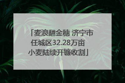 麦浪翻金穗 济宁市任城区32.28万亩小麦陆续开镰收割