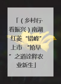 （乡村行·看振兴）南湖红菱“错峰”上市 “抢早”之道诠释农业新生