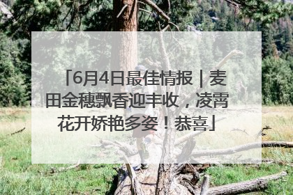 6月4日最佳情报｜麦田金穗飘香迎丰收，凌霄花开娇艳多姿！恭喜